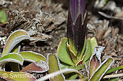 C222459: Schleichers Enzian (Gentiana schleicheri)