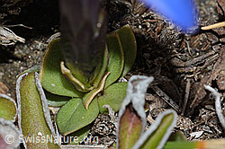 C222460: Schleichers Enzian (Gentiana schleicheri)