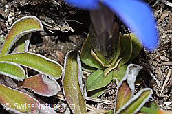 C222464: Schleichers Enzian (Gentiana schleicheri)