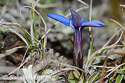 C222465: Schleichers Enzian (Gentiana schleicheri)