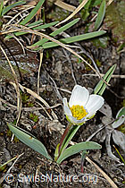 C222518: Pyrenäen-Hahnenfuss (Ranunculus kuepferi)
