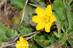 C222526: Gemeine Berg-Nelkenwurz (Geum montanum)