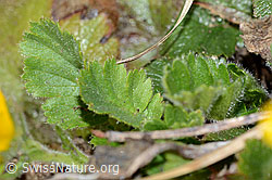 C222528: Gemeine Berg-Nelkenwurz (Geum montanum)