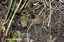 Foto: Coriomeris denticulatus (Randwanze)