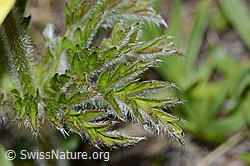 C222647: Schwefel-Anemone (Pulsatilla alpina ssp. apiifolia)