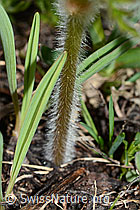C222648: Schwefel-Anemone (Pulsatilla alpina ssp. apiifolia)