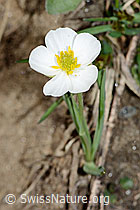 Pyrenäen-Hahnenfuss (Ranunculus kuepferi) (C222662) Pyrenäen-Hahnenfuss (Ranunculus kuepferi) (C222662)
