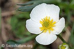 Pyrenäen-Hahnenfuss (Ranunculus kuepferi) (C222666) Pyrenäen-Hahnenfuss (Ranunculus kuepferi) (C222666)