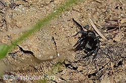 Foto: Gebänderte Bodenspringspinne (Phlegra fasciata)