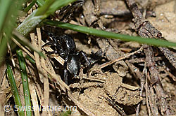Foto: Gebänderte Bodenspringspinne (Phlegra fasciata)