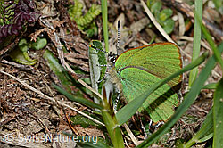 C222692: Brombeer-Zipfelfalter (Callophrys rubi)