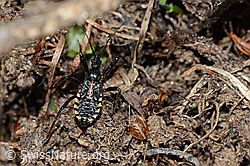 Foto: Mediterrane Mordwanze (Rhynocoris erythropus)