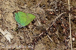 C222751: Brombeer-Zipfelfalter (Callophrys rubi)