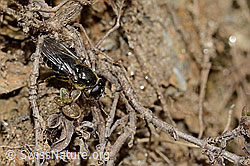 Foto: Gänsedistel-Erzschwebfliege (Cheilosia caerulescens)