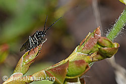 C222790: Schwarze Getreideblattwespe (Dolerus nitens)