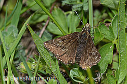 Dunkler Dickkopffalter (Erynnis tages) (C222816) Dunkler Dickkopffalter (Erynnis tages) (C222816)