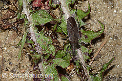 Dicranocephalus medius (Wolfsmilchwanze) (C222877)