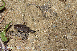 Dicranocephalus medius (Wolfsmilchwanze) (C222878)