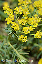 Zypressen-Wolfsmilch (Euphorbia cyparissias) (C222880) Zypressen-Wolfsmilch (Euphorbia cyparissias) (C222880)