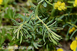 Zypressen-Wolfsmilch (Euphorbia cyparissias) (C222881) Zypressen-Wolfsmilch (Euphorbia cyparissias) (C222881)