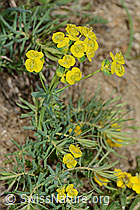 Zypressen-Wolfsmilch (Euphorbia cyparissias) (C222882) Zypressen-Wolfsmilch (Euphorbia cyparissias) (C222882)