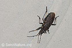 Dicranocephalus medius (Wolfsmilchwanze) (C222885)