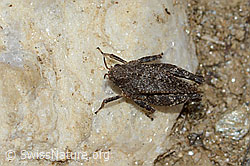Zweipunkt-Dornschrecke (Tetrix bipunctata) (C222891) Zweipunkt-Dornschrecke (Tetrix bipunctata) (C222891)