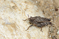Zweipunkt-Dornschrecke (Tetrix bipunctata) (C222893) Zweipunkt-Dornschrecke (Tetrix bipunctata) (C222893)