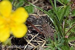Dicranocephalus medius (Wolfsmilchwanze) (C222898)
