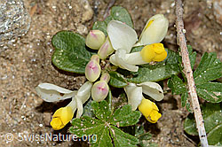 Buchsblättrige Kreuzblume (Polygala Chamaebuxus) (C222914) Buchsblättrige Kreuzblume (Polygala Chamaebuxus) (C222914)