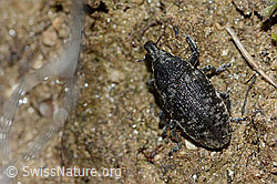 Larinus brevis (Rüsselkäfer) (C222942) Larinus brevis (Rüsselkäfer) (C222942)