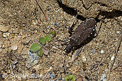 Dicranocephalus medius (Wolfsmilchwanze) (C222946)