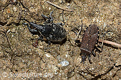Larinus brevis (Rüsselkäfer) und Dicranocephalus medius (Wolfsmilchwanze) (C222948)