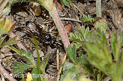Foto: Gewöhnliche Blutbiene (Sphecodes ephippius)