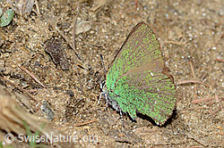 Brombeer-Zipfelfalter (Callophrys rubi) (C222962) Brombeer-Zipfelfalter (Callophrys rubi) (C222962)