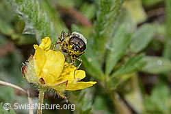 Gänsedistel-Erzschwebfliege (Cheilosia caerulescens) auf Blume (C222975) Gänsedistel-Erzschwebfliege (Cheilosia caerulescens) auf Blume (C222975)