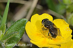 Gänsedistel-Erzschwebfliege (Cheilosia caerulescens) auf Blume (C222980) Gänsedistel-Erzschwebfliege (Cheilosia caerulescens) auf Blume (C222980)