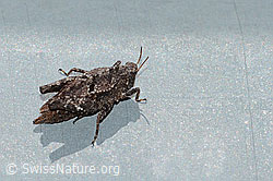 Zweipunkt-Dornschrecke (Tetrix bipunctata) (C223003) Zweipunkt-Dornschrecke (Tetrix bipunctata) (C223003)