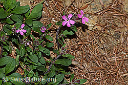 Foto: Rotes Seifenkraut (Saponaria ocymoides)