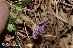 C223053: Rotes Seifenkraut (Saponaria ocymoides)