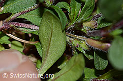 C223054: Rotes Seifenkraut (Saponaria ocymoides)