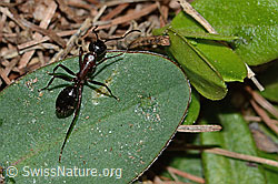 C223067: Braunschwarze Rossameise (Camponotus ligniperda)