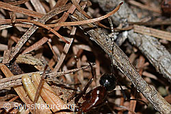 C223068: Braunschwarze Rossameise (Camponotus ligniperda)