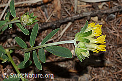 Alpen-Wundklee (Anthyllis vulneraria ssp. alpestris) (C223072) Alpen-Wundklee (Anthyllis vulneraria ssp. alpestris) (C223072)