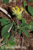 Alpen-Wundklee (Anthyllis vulneraria ssp. alpestris) (C223093) Alpen-Wundklee (Anthyllis vulneraria ssp. alpestris) (C223093)