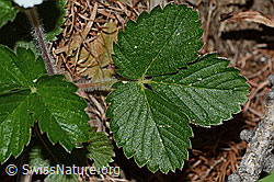 C223101: Wald-Erdbeere (Fragaria vesca)