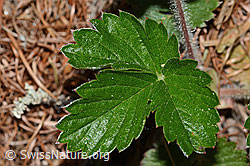 C223102: Wald-Erdbeere (Fragaria vesca)