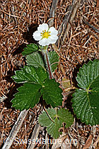 C223104: Wald-Erdbeere (Fragaria vesca)