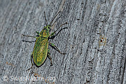 Foto: Gebirgs-Blattrüssler (Phyllobius arborator)