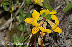 Gewöhnlicher Hornklee (Lotus corniculatus) (C225078) Gewöhnlicher Hornklee (Lotus corniculatus) (C225078)